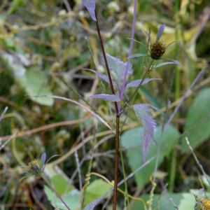 Photographie n°2746988 du taxon Bidens tripartita L.