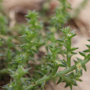 Photographie n°2746990 du taxon Salsola kali L. [1753]