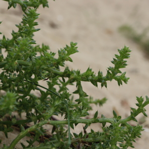 Photographie n°2746991 du taxon Salsola kali L. [1753]