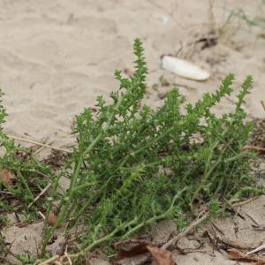 Photographie n°2746992 du taxon Salsola kali L. [1753]