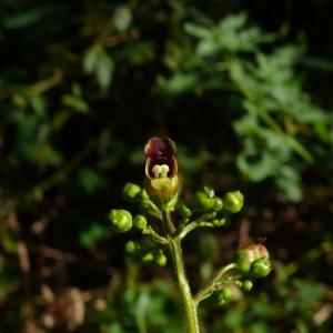 Photographie n°2747001 du taxon Scrophularia nodosa L. [1753]