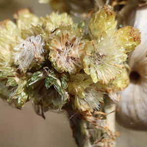 Photographie n°2747017 du taxon Helichrysum stoechas (L.) Moench