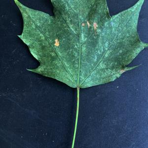  - Acer platanoides L. [1753]