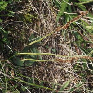 Photographie n°2747065 du taxon Spiranthes spiralis (L.) Chevall. [1827]