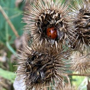 Photographie n°2747075 du taxon Arctium majus (Gaertn.) Bernh. [1800]