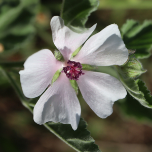 Photographie n°2747076 du taxon Althaea officinalis L.