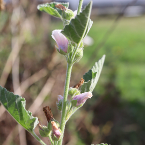 Photographie n°2747078 du taxon Althaea officinalis L.