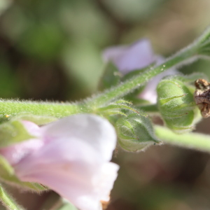 Photographie n°2747079 du taxon Althaea officinalis L.