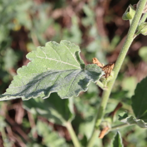 Photographie n°2747080 du taxon Althaea officinalis L.