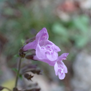 Photographie n°2747105 du taxon Clinopodium nepeta subsp. sylvaticum (Bromf.) Peruzzi & F.Conti