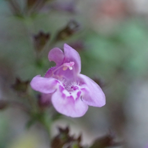 Photographie n°2747106 du taxon Clinopodium nepeta subsp. sylvaticum (Bromf.) Peruzzi & F.Conti