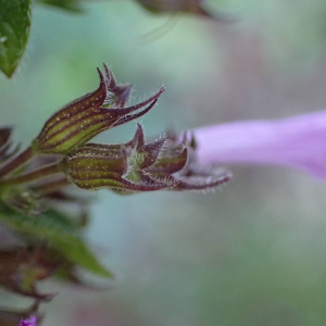 Photographie n°2747107 du taxon Clinopodium nepeta subsp. sylvaticum (Bromf.) Peruzzi & F.Conti