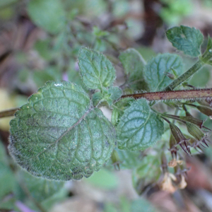 Photographie n°2747108 du taxon Clinopodium nepeta subsp. sylvaticum (Bromf.) Peruzzi & F.Conti