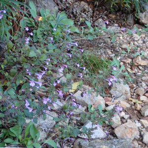 Photographie n°2747110 du taxon Clinopodium nepeta subsp. sylvaticum (Bromf.) Peruzzi & F.Conti