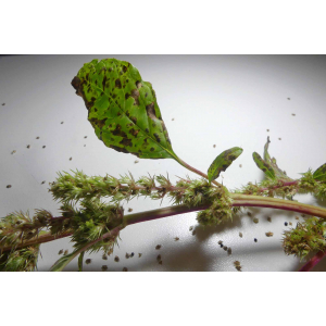 Amaranthus hybridus L. subsp. hybridus (Amarante hybride)