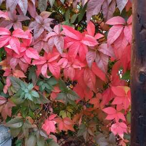 Photographie n°2747647 du taxon Parthenocissus quinquefolia (L.) Planch.