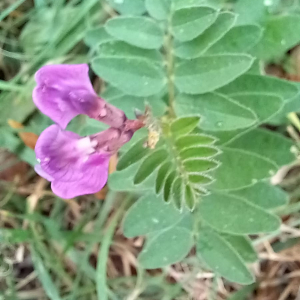 Photographie n°2747662 du taxon Vicia sativa L.