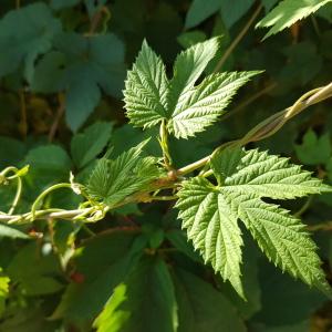 Photographie n°2747974 du taxon Humulus lupulus L.