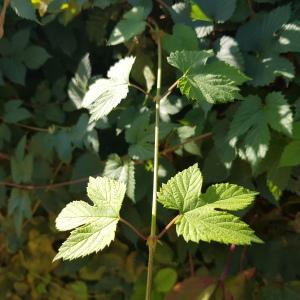 Photographie n°2747975 du taxon Humulus lupulus L.