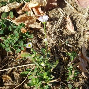 Photographie n°2747993 du taxon Erigeron annuus (L.) Desf. [1804]