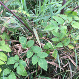 Photographie n°2748520 du taxon Angelica sylvestris subsp. sylvestris