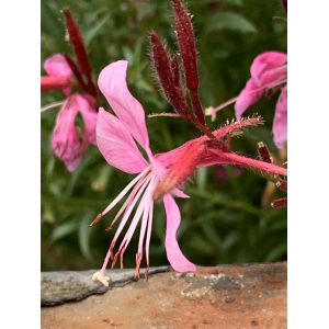 Alstroemeria pulchella L.f.