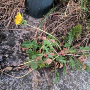 Photographie n°2748572 du taxon Taraxacum div. Sp.