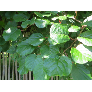 Actinidia deliciosa (A.Chev.) C.F.Liang & A.R.Ferguson (Kiwi)