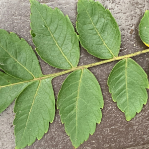 Photographie n°2749379 du taxon Koelreuteria paniculata Laxm. [1772]