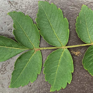 Photographie n°2749381 du taxon Koelreuteria paniculata Laxm. [1772]