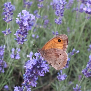 Photographie n°2749416 du taxon Lavandula angustifolia Mill. [1768]