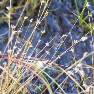 Photographie n°2749945 du taxon Rhynchospora alba (L.) Vahl [1805]