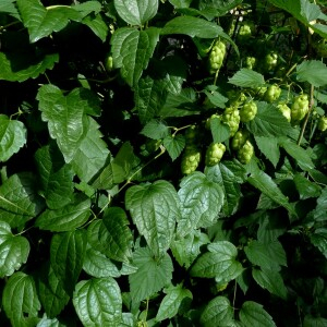 Photographie n°2750616 du taxon Humulus lupulus L. [1753]