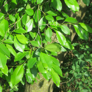 Photographie n°2750986 du taxon Prunus serotina Ehrh. [1784]