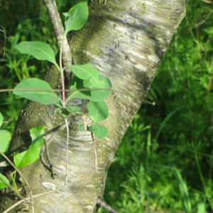 Photographie n°2750989 du taxon Prunus serotina Ehrh. [1784]