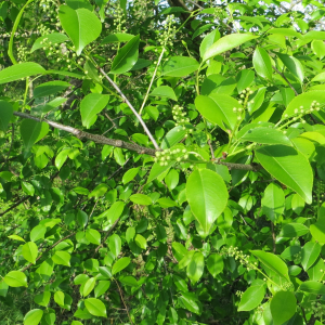 Photographie n°2750990 du taxon Prunus serotina Ehrh. [1784]