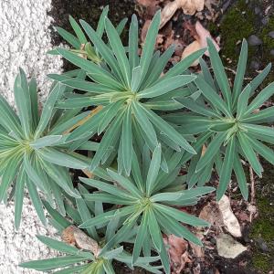 Photographie n°2751348 du taxon Euphorbia characias L. [1753]