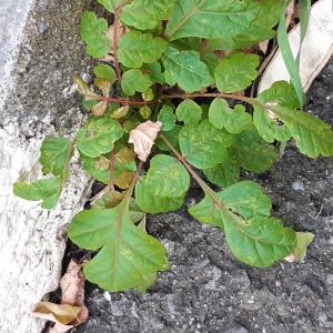 Photographie n°2751350 du taxon Koelreuteria paniculata Laxm. [1772]