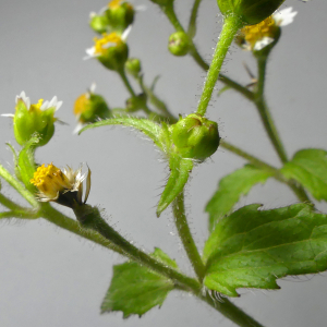 Photographie n°2752818 du taxon Galinsoga quadriradiata Ruiz & Pav.