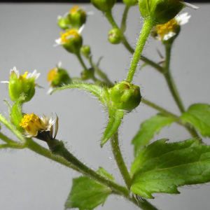 Photographie n°2752819 du taxon Galinsoga quadriradiata Ruiz & Pav.