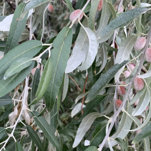 Photographie n°2752828 du taxon Elaeagnus angustifolia L. [1753]