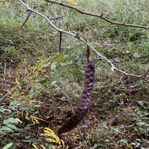 Photographie n°2752875 du taxon Gleditsia triacanthos L. [1753]