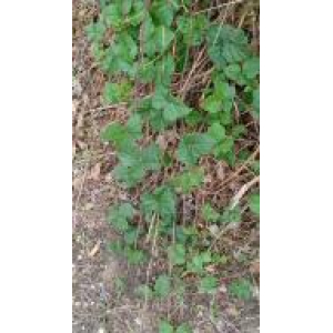 Dichondra sp.