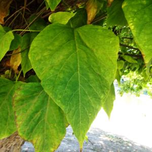 Photographie n°2753566 du taxon Catalpa bignonioides Walter [1788]