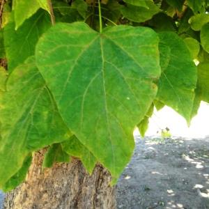 Photographie n°2753568 du taxon Catalpa bignonioides Walter [1788]