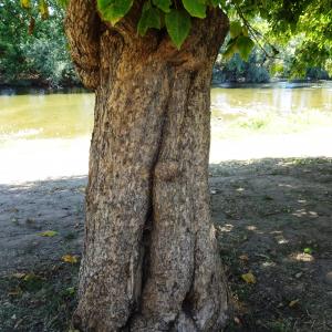 Photographie n°2753569 du taxon Catalpa bignonioides Walter [1788]