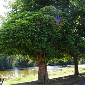 Photographie n°2753570 du taxon Catalpa bignonioides Walter [1788]