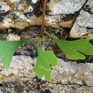 Photographie n°2753573 du taxon Ginkgo biloba L. [1771]