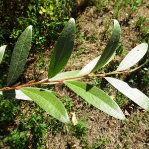 Photographie n°2753588 du taxon Salix alba L. [1753]