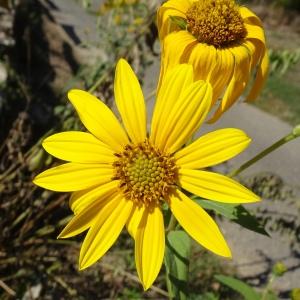 Photographie n°2753604 du taxon Helianthus annuus L. [1753]